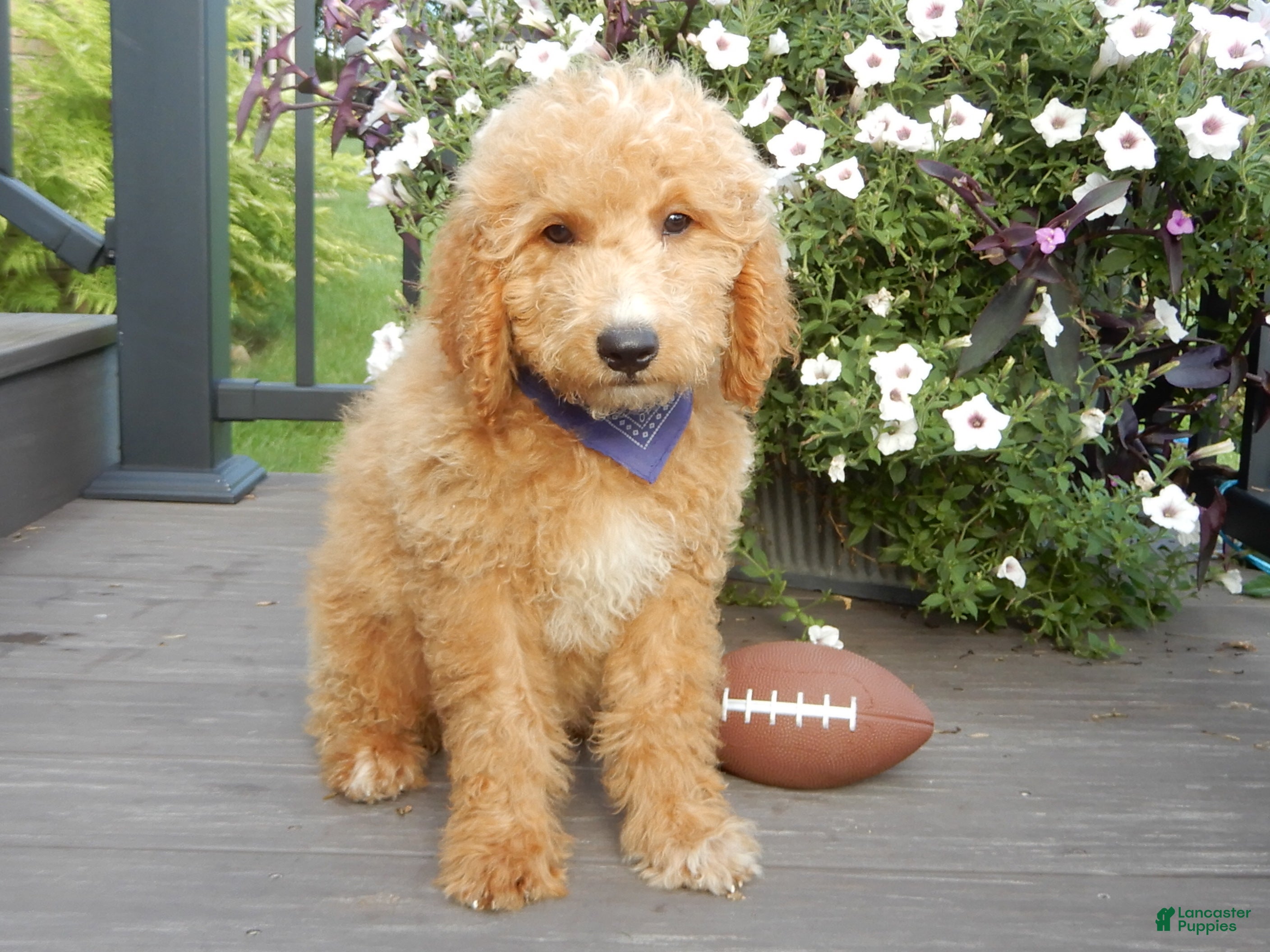 Mini Goldendoodle dogs Mason (medium) - Ad 2