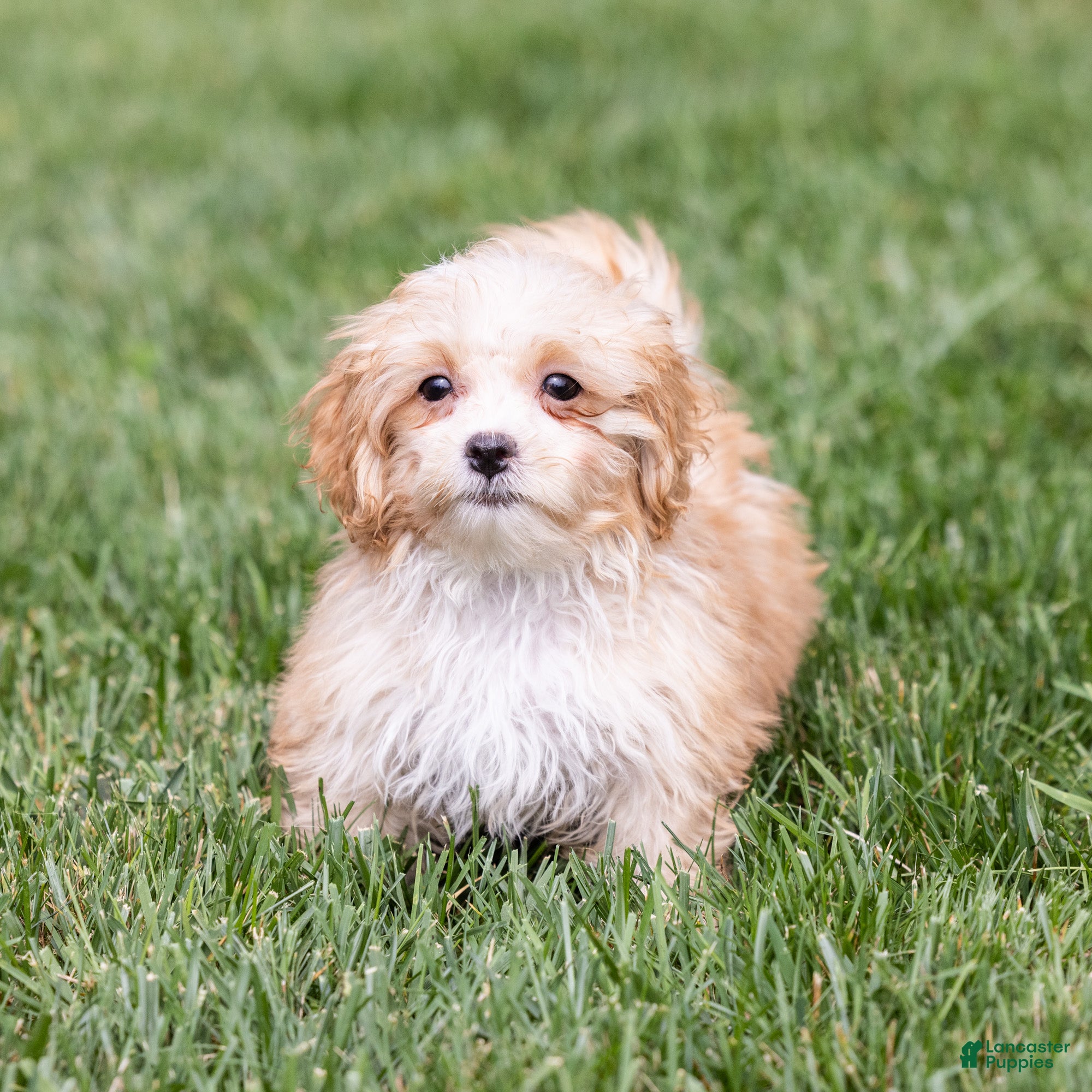 Elmo, Shichon