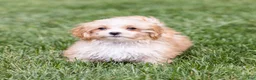 Teddy Bear dogs for sale: Elmo - Ad 1