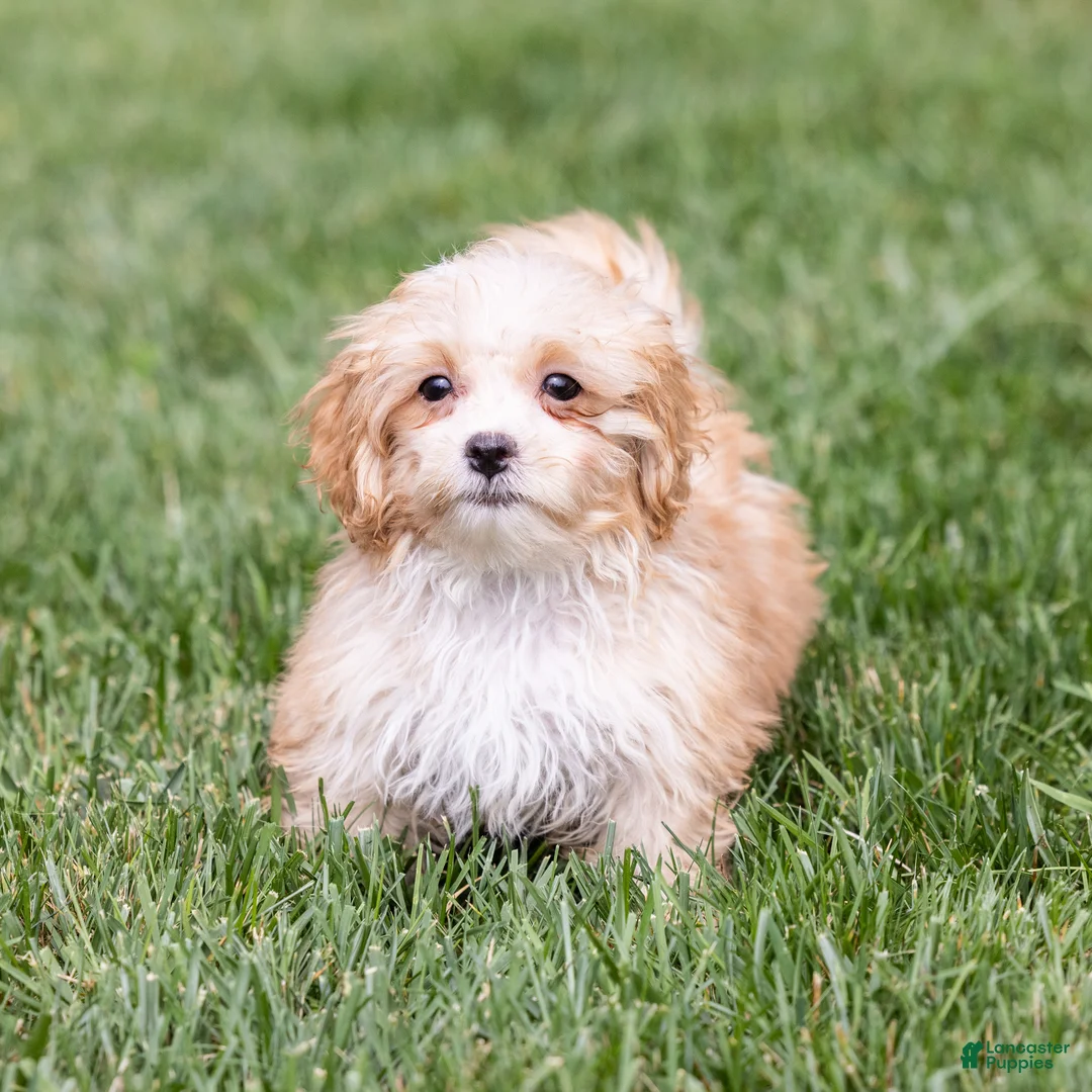 Teddy Bear dogs for sale: Elmo - Ad 1