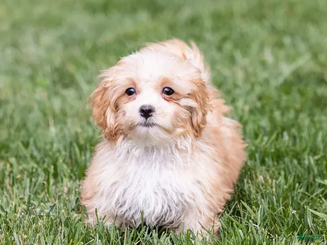 Teddy Bear dogs for sale: Elmo - Ad 1