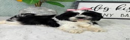 Shih Tzu dogs for sale: Kisses - Ad 5