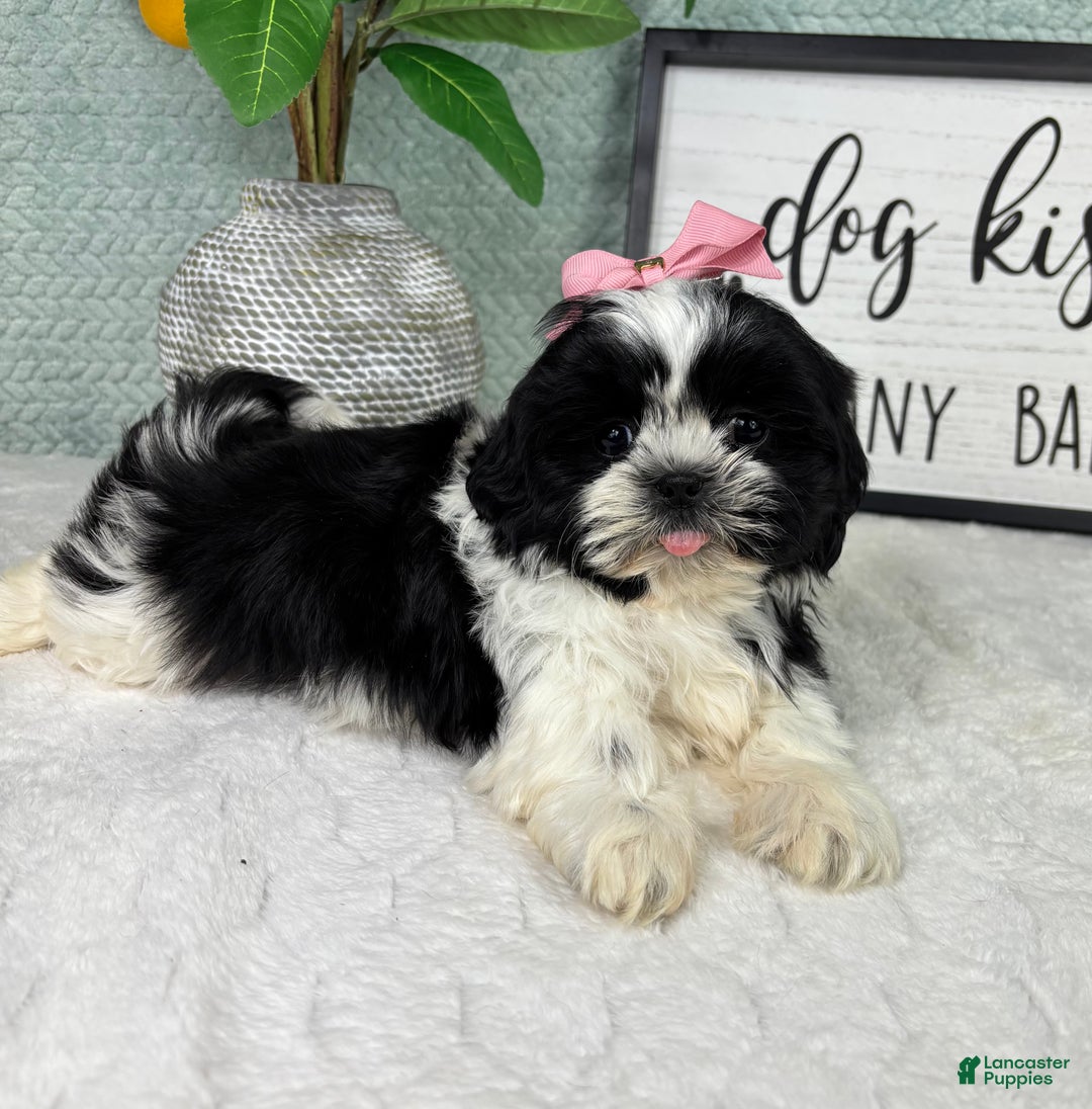 Shih Tzu dogs for sale: Kisses - Ad 5