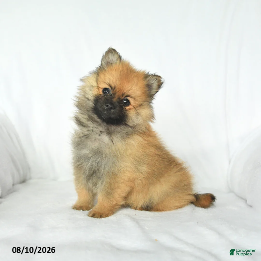 Pomeranian dogs for sale: Parker - Ad 2