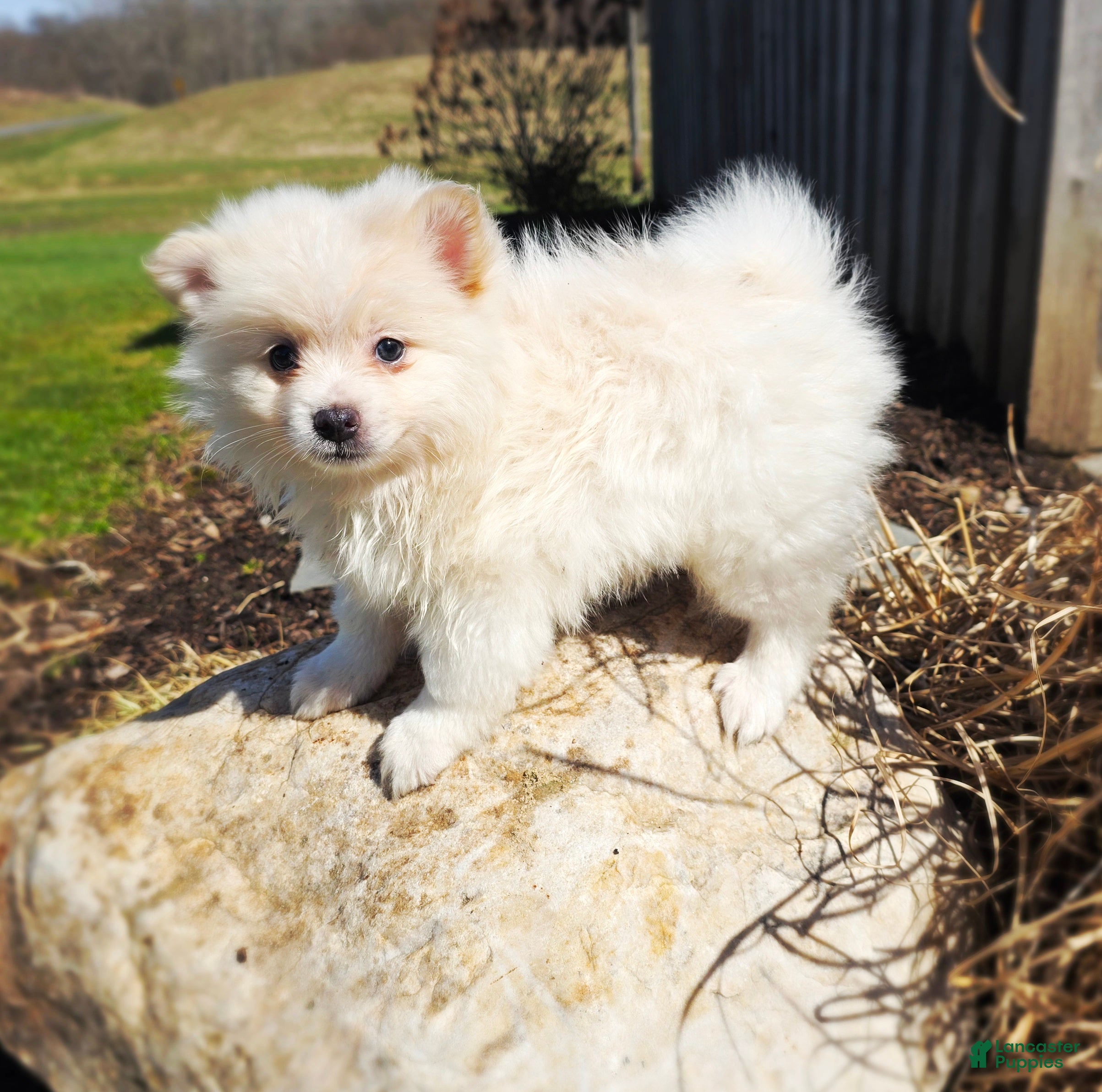 Pomeranian dogs Shiloh - Ad 2