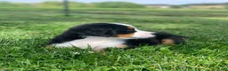 Bernese Mountain Dog dogs for sale: JJ - Ad 3