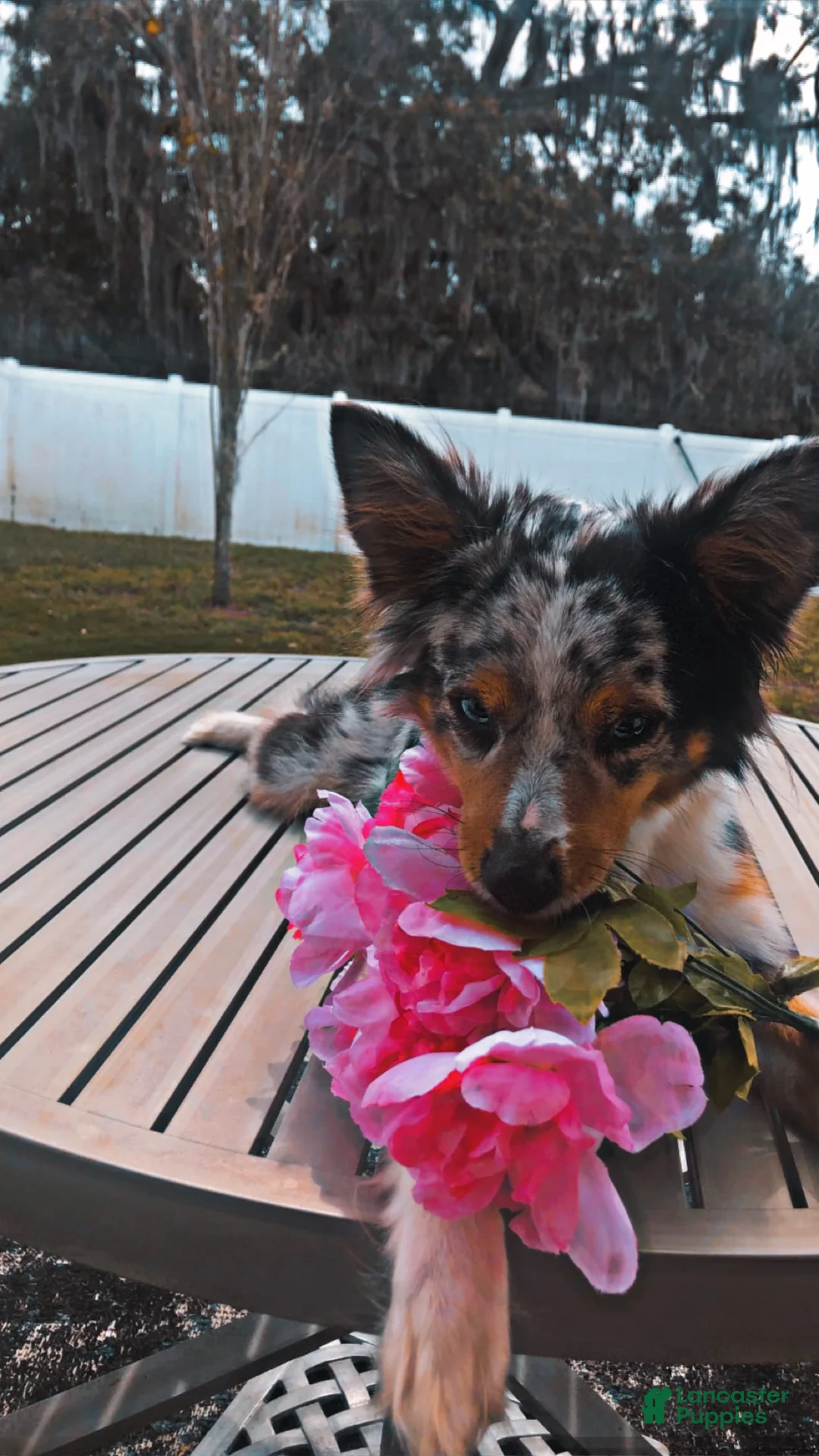 Gallery Image {{count}}