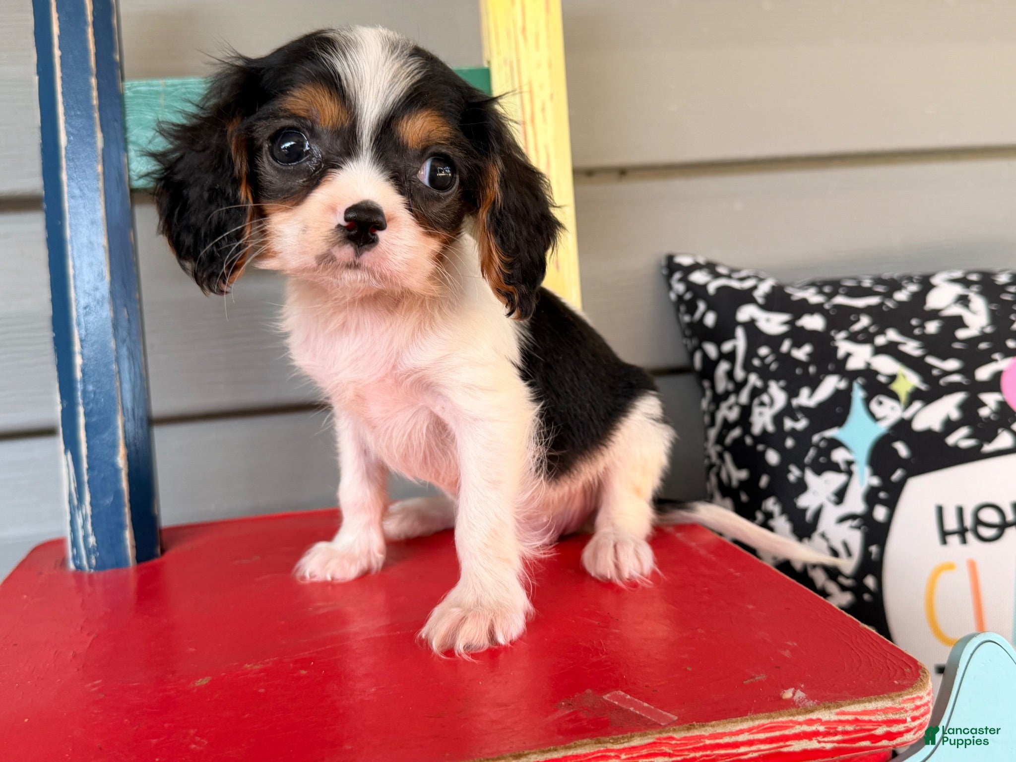 Cavalier King Charles Spaniel dogs Starlight  - Ad 1