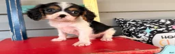 Cavalier King Charles Spaniel dogs for sale: Starlight  - Ad 1
