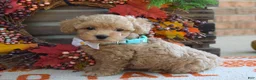 Maltipoo dogs for sale: Molly - Ad 4