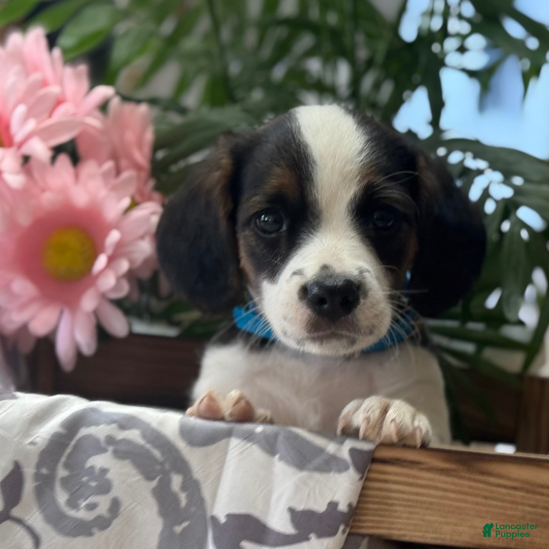 Mixed Breed dogs Thunderbolt - Ad 2