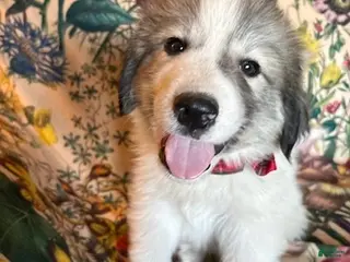 Great Pyrenees dogs Ansley - Ad 14