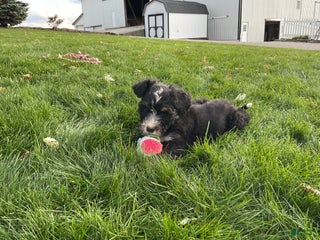 Bernedoodle dogs - Ad 24