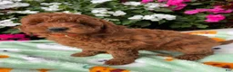 Toy Poodle dogs for sale: Rosie - Ad 4
