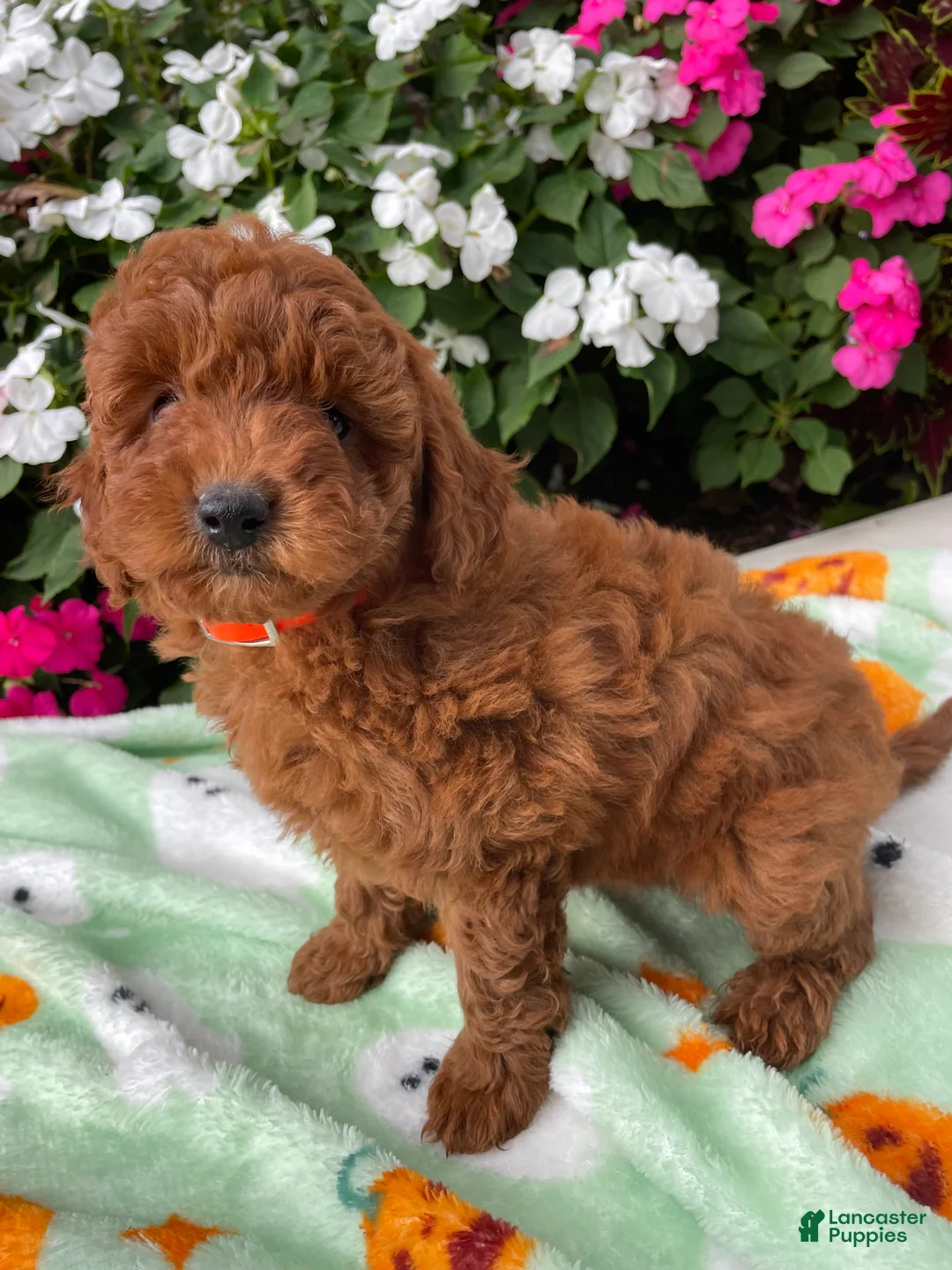 Toy Poodle dogs for sale: Rosie - Ad 4