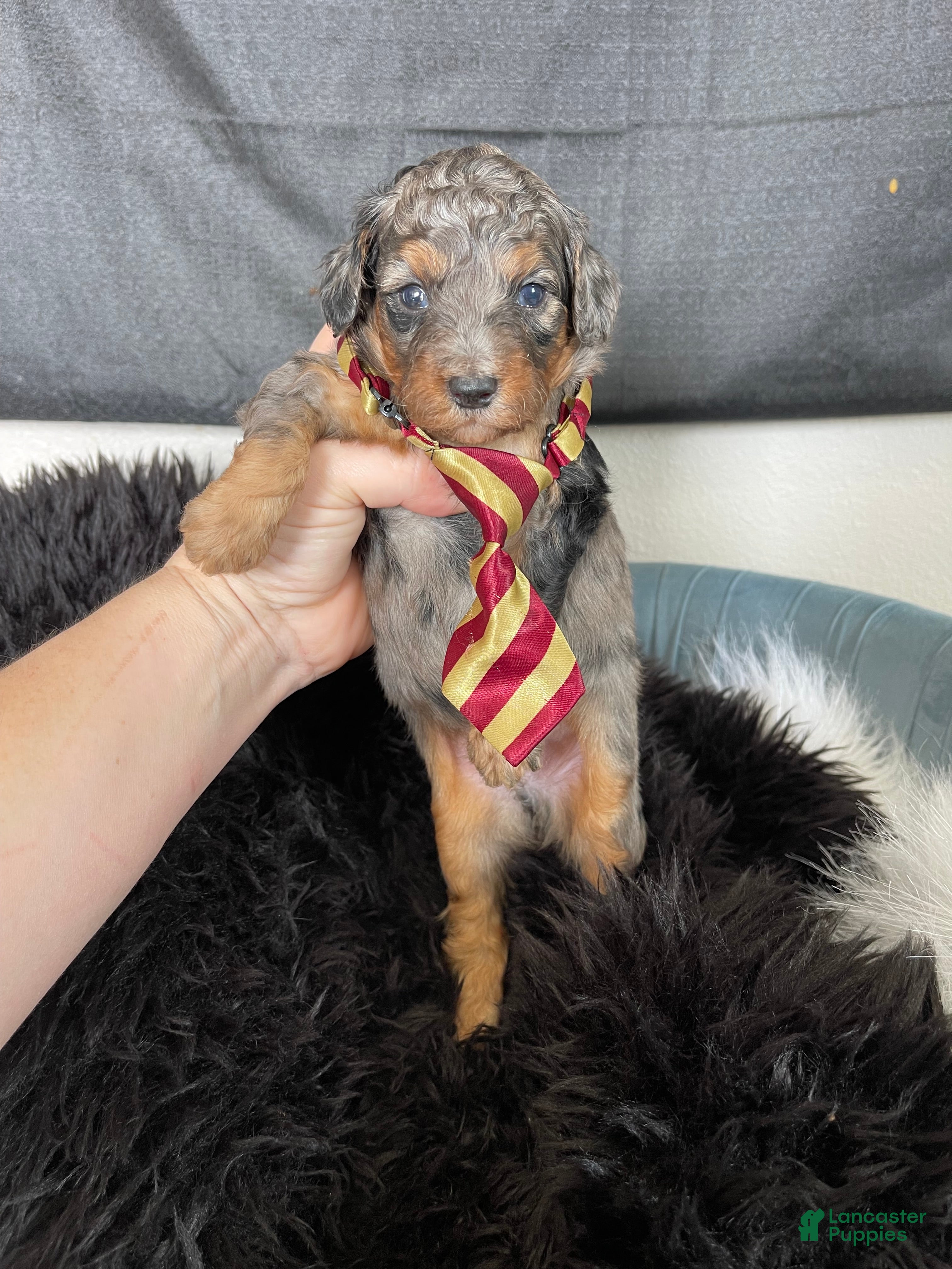 Miniature Poodle dogs Akc Blue Merle Phantom  - Ad 4