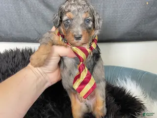 Miniature Poodle dogs Akc Blue Merle Phantom - Ad 4