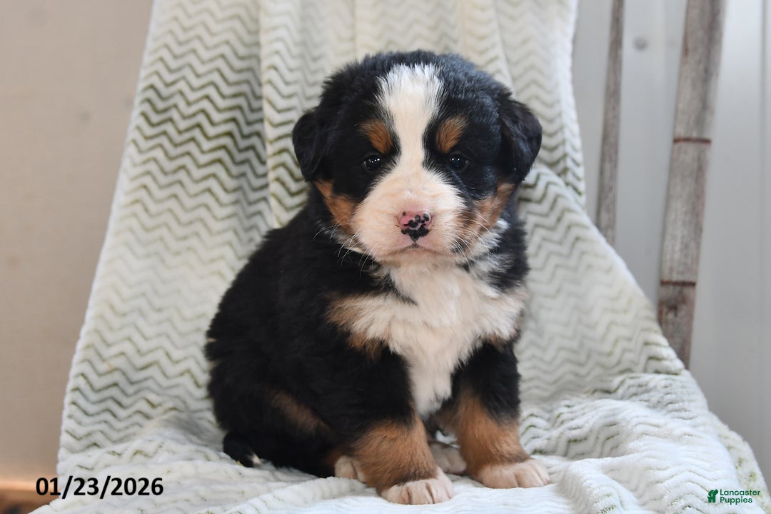 Bernese Mountain Dog dogs for sale: Oscar - Ad 1