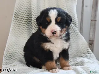 Bernese Mountain Dog dogs Oscar - Ad 17