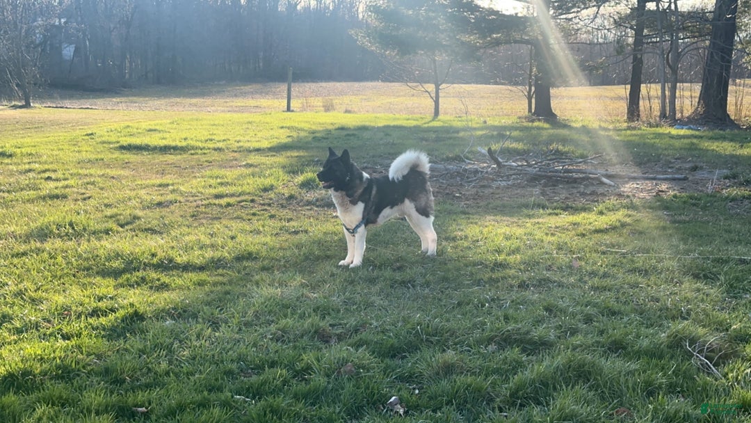 Akita dogs for sale: Akita Puppy 1 - Ad 6