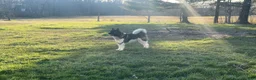 Akita dogs for sale: Muffin - Ad 6