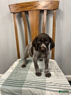 German Shorthaired Pointer dogs Bella - Ad 2