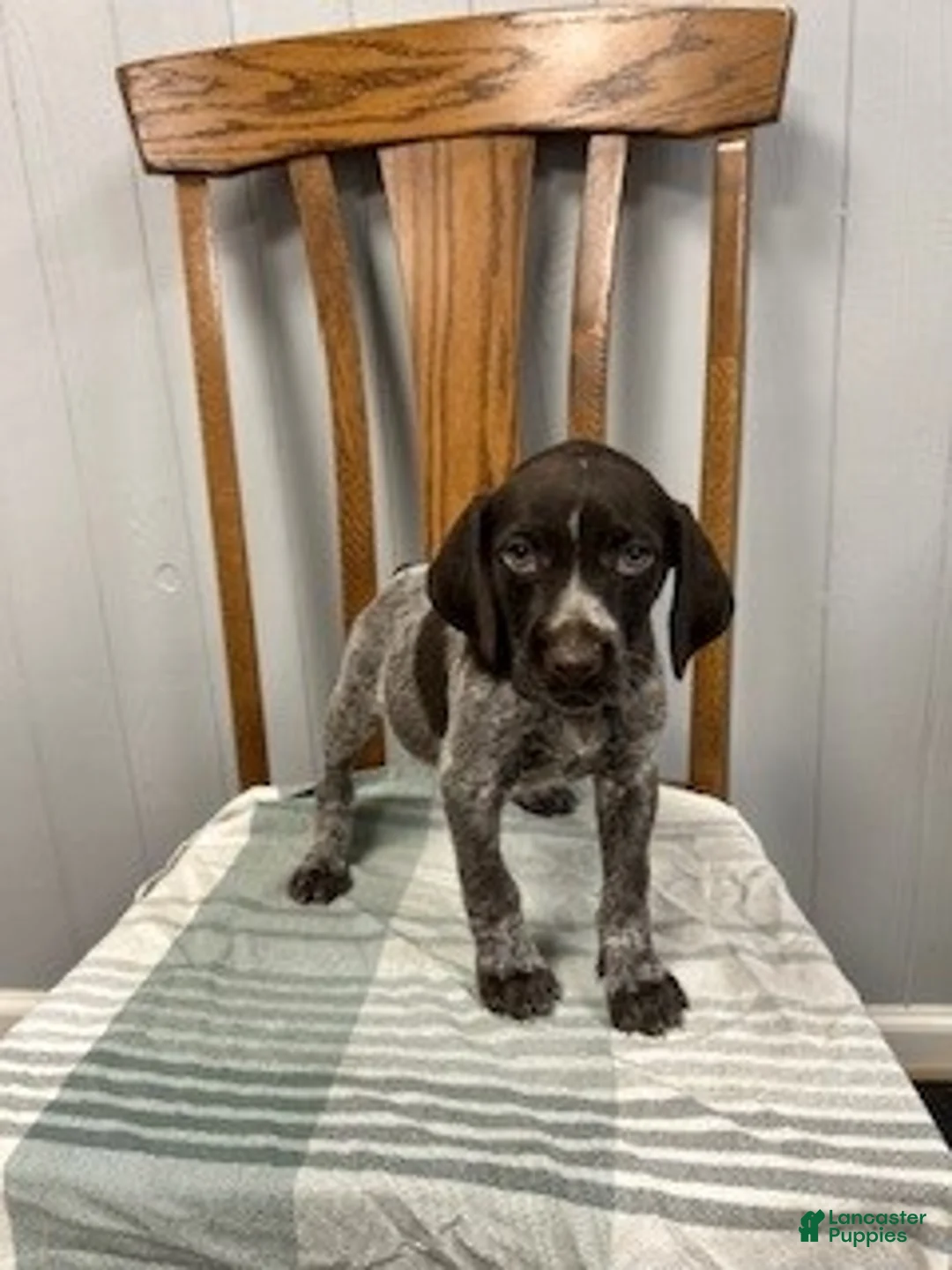 German Shorthaired Pointer dogs for sale: Bella - Ad 2
