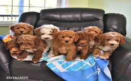 Mini Goldendoodle dogs for sale: Sandra - Image 22