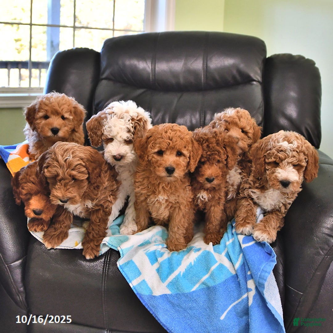 Mini Goldendoodle dogs for sale: Sandra - Image 22