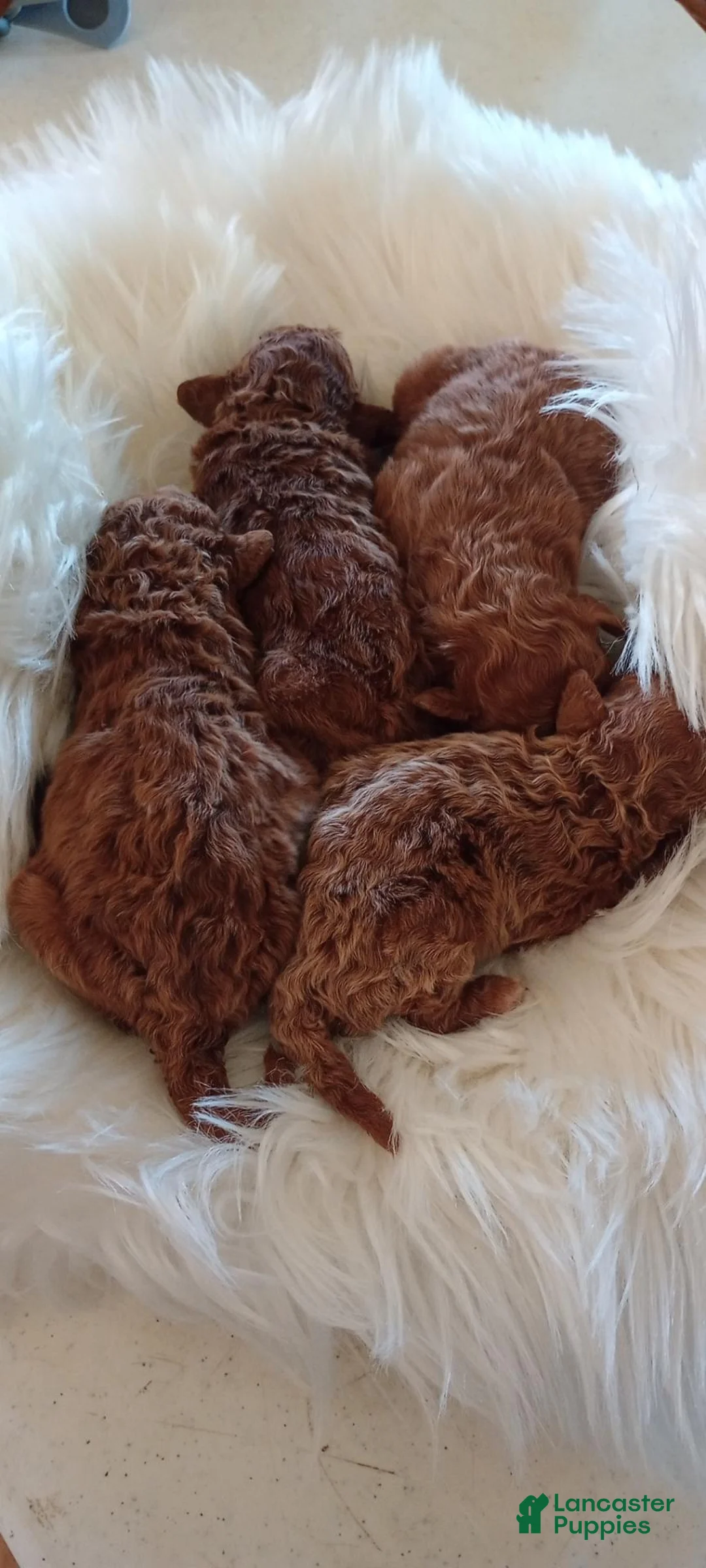 Mini Goldendoodle dogs for sale: Miss Princess  - Ad 2