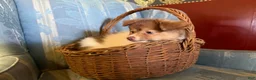 Mixed Breed dogs for sale: Cookie’s boy #3 - Ad 6