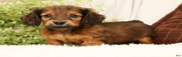 Miniature Dachshund dogs for sale: Teddy - Ad 1