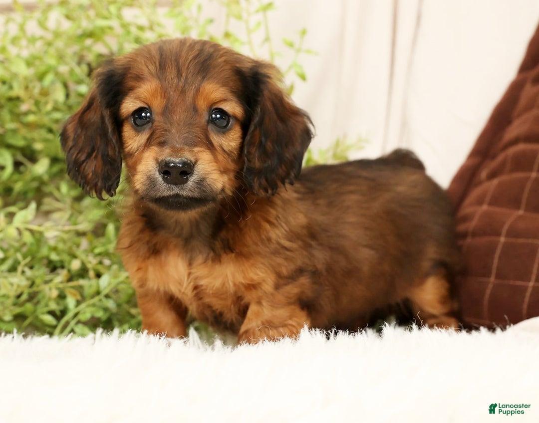 Miniature Dachshund dogs for sale: Teddy - Ad 1