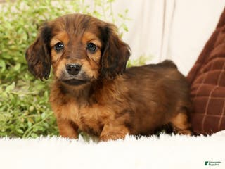 Miniature Dachshund dogs Teddy - Ad 1