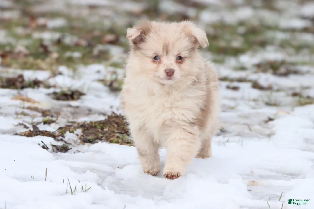 Mixed Breed dogs for sale: Teaspoon - Ad 2