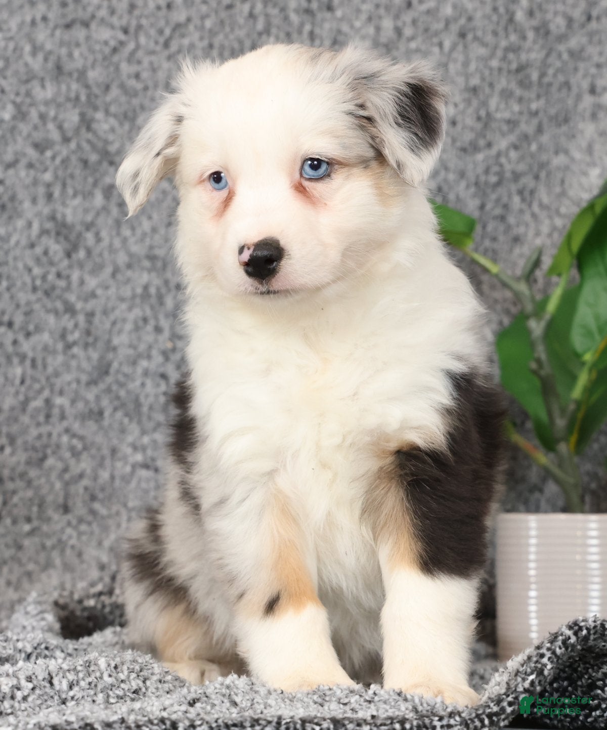 Miniature Australian Shepherd dogs Carly - Ad 1