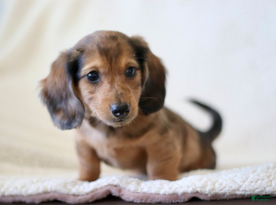 Miniature Dachshund dogs for sale: Wheeler - Ad 5