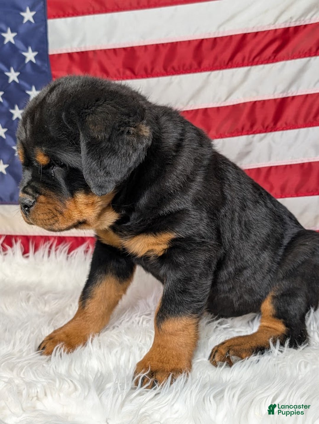 Rottweiler dogs for sale: Diesel - Ad 3