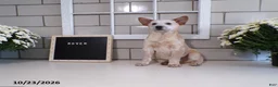 Australian Cattle Dog dogs for sale: Rover - Ad 5