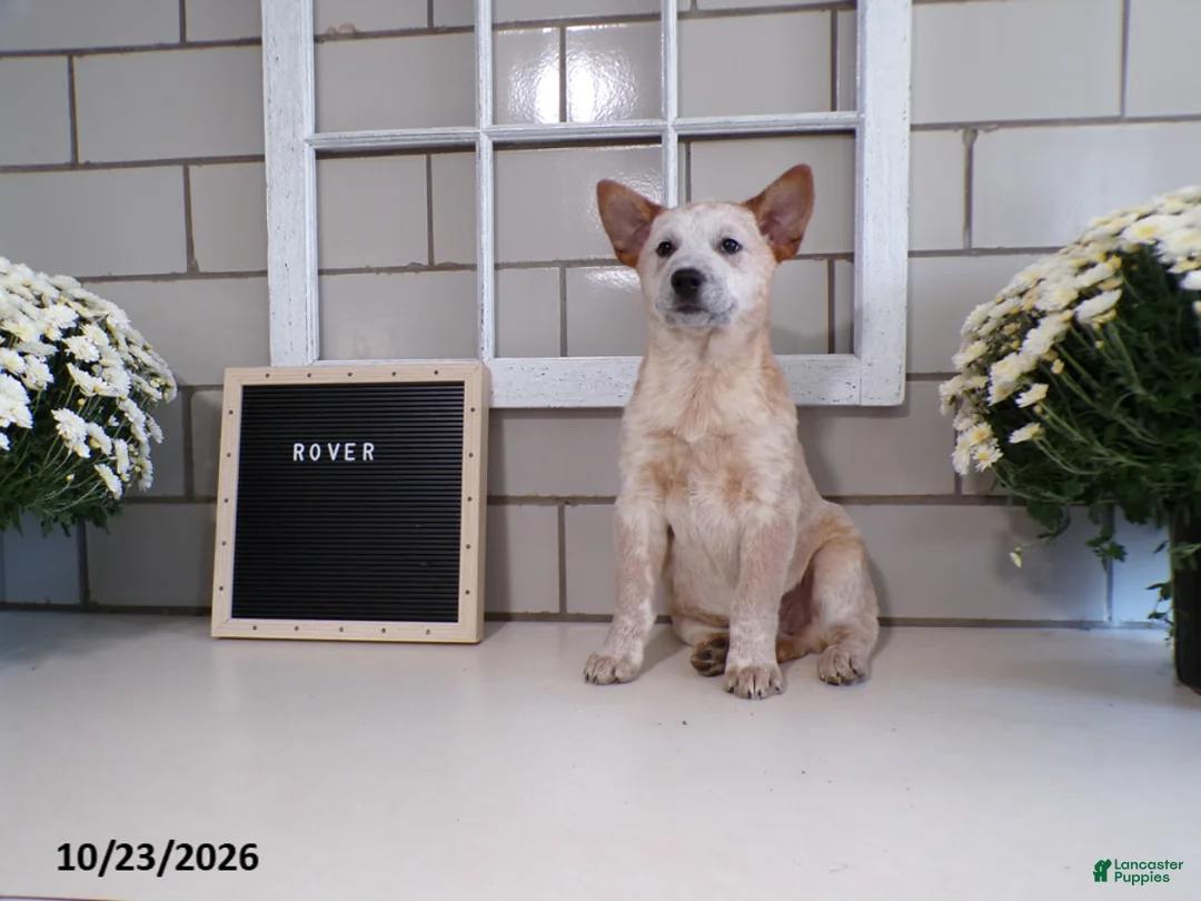 Australian Cattle Dog dogs for sale: Rover - Ad 5