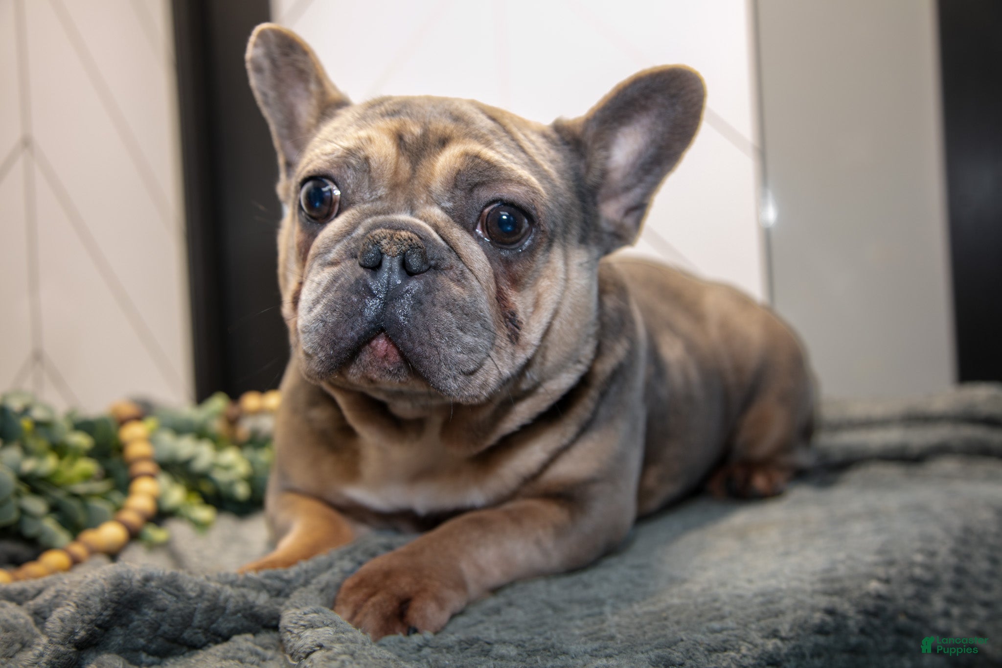 French Bulldog dogs Lainey - Ad 2