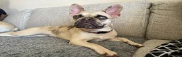French Bulldog dogs for sale: French Bulldog Puppy 4 - Ad 8