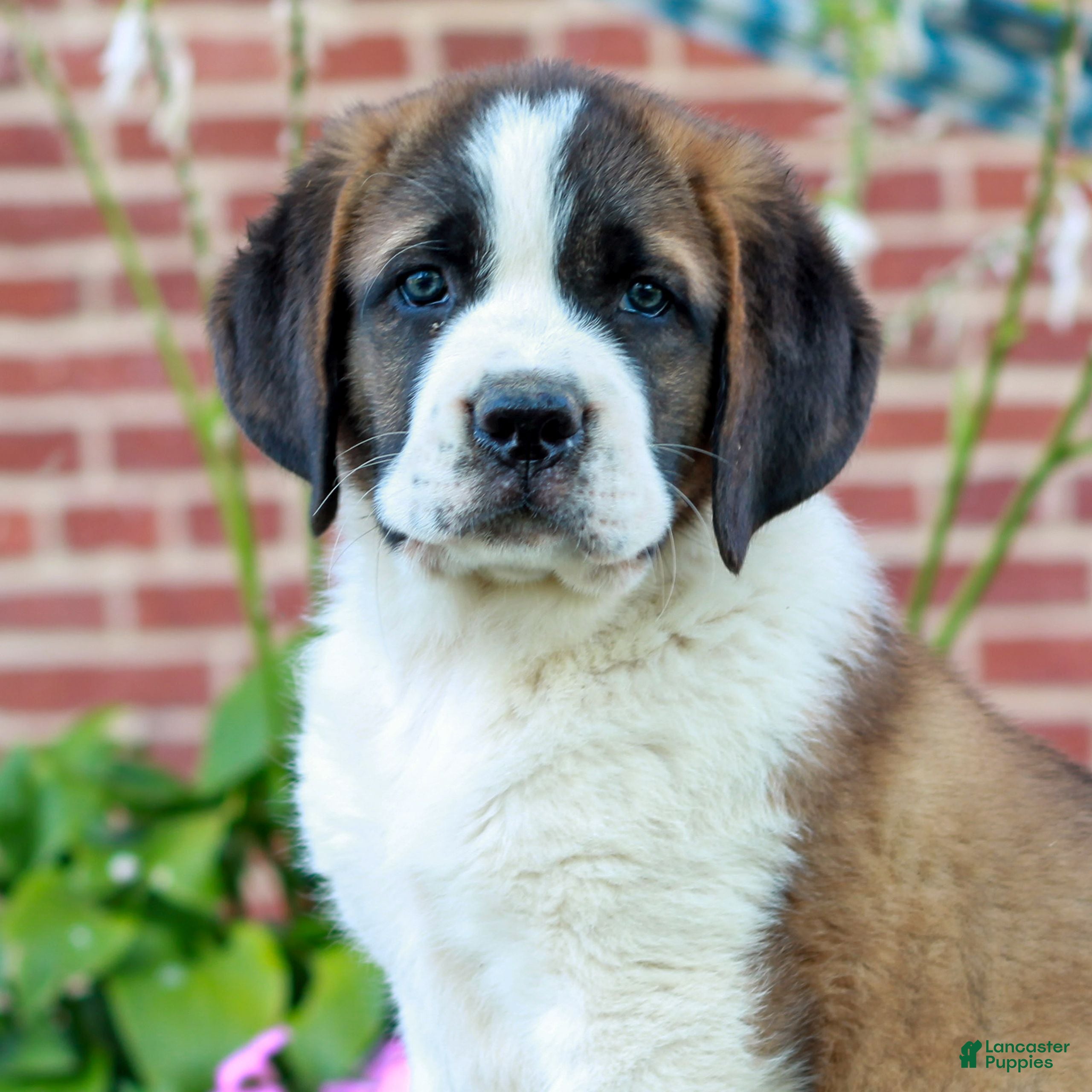 Saint Bernard dogs Elka  - Ad 1