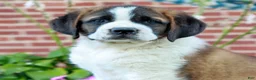 Saint Bernard dogs for sale: Elka  - Ad 1
