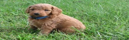 Mini Goldendoodle dogs for sale: Coffee - Ad 15
