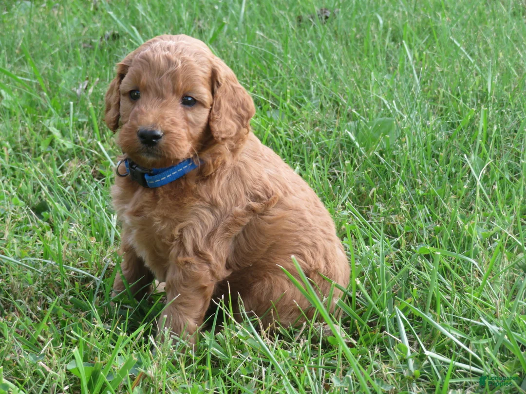 Mini Goldendoodle dogs for sale: Coffee - Ad 15