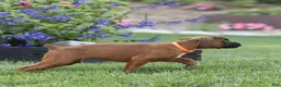 Boxer dogs for sale: Narissa Boxer  - Ad 4