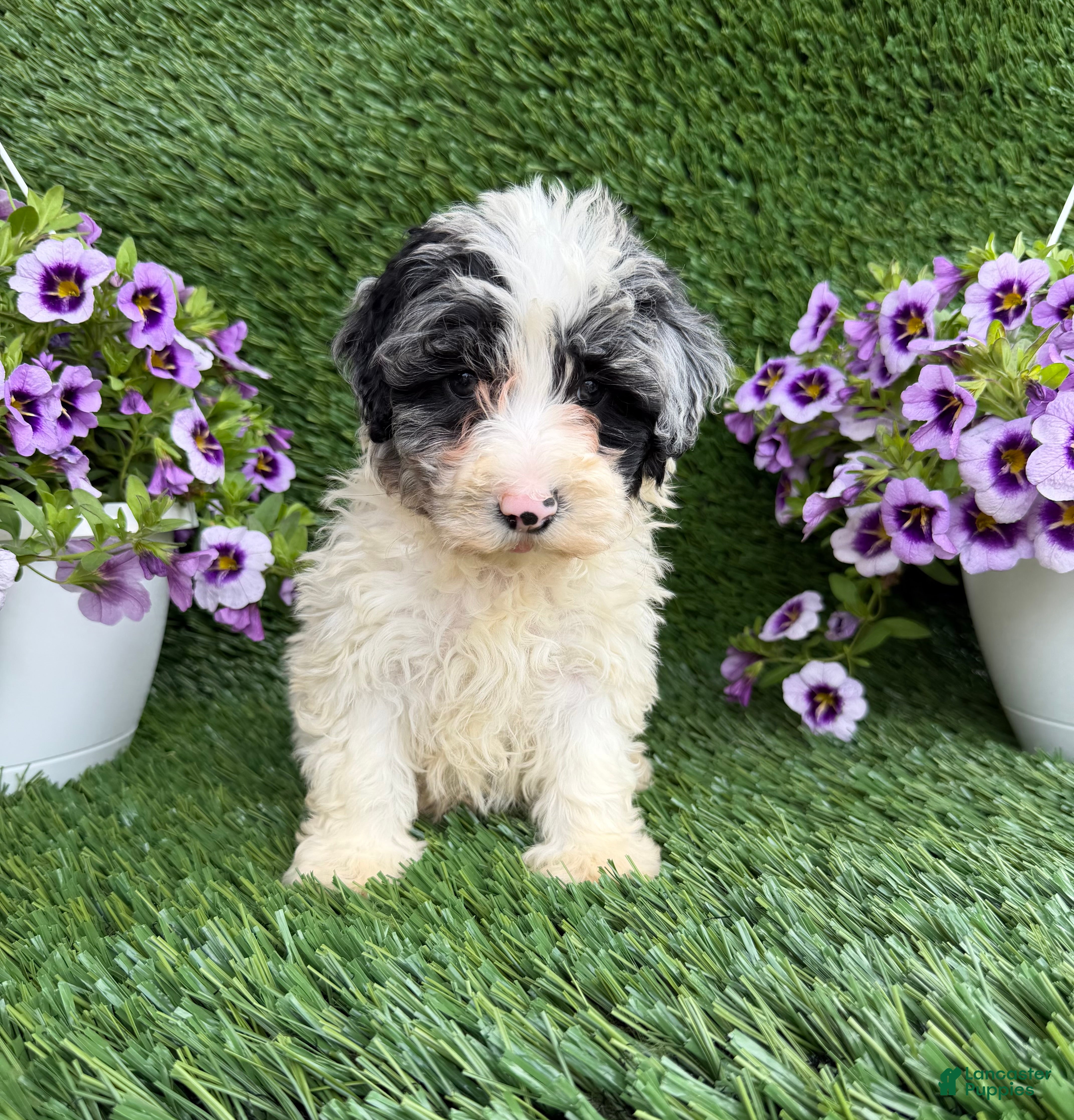 Mixed Breed dogs Baylor - Ad 1