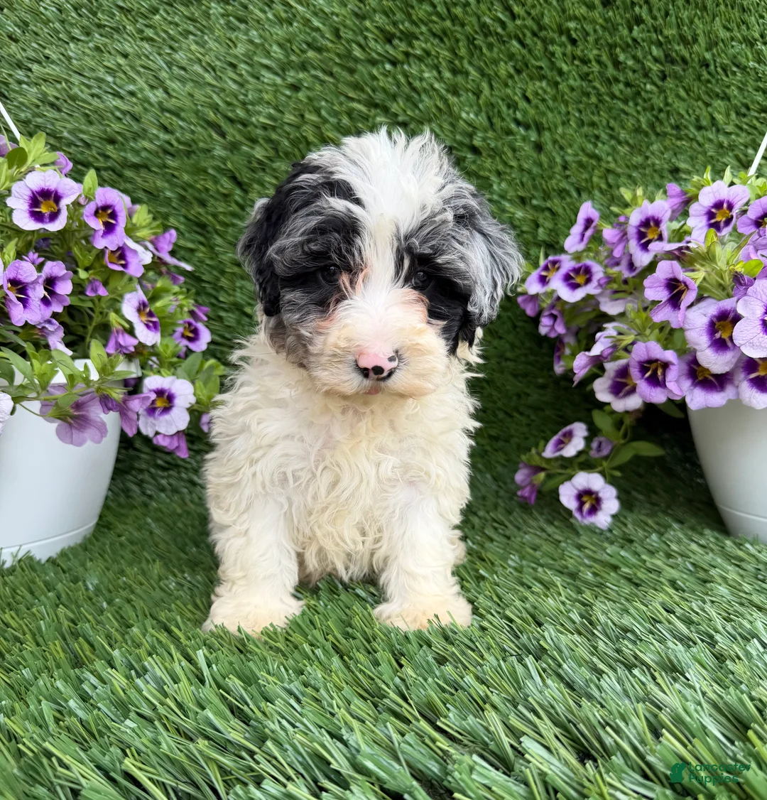 Mixed Breed dogs for sale: Baylor - Ad 1