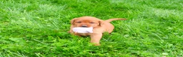 Labrador Retriever dogs for sale: Rachel  - Ad 4